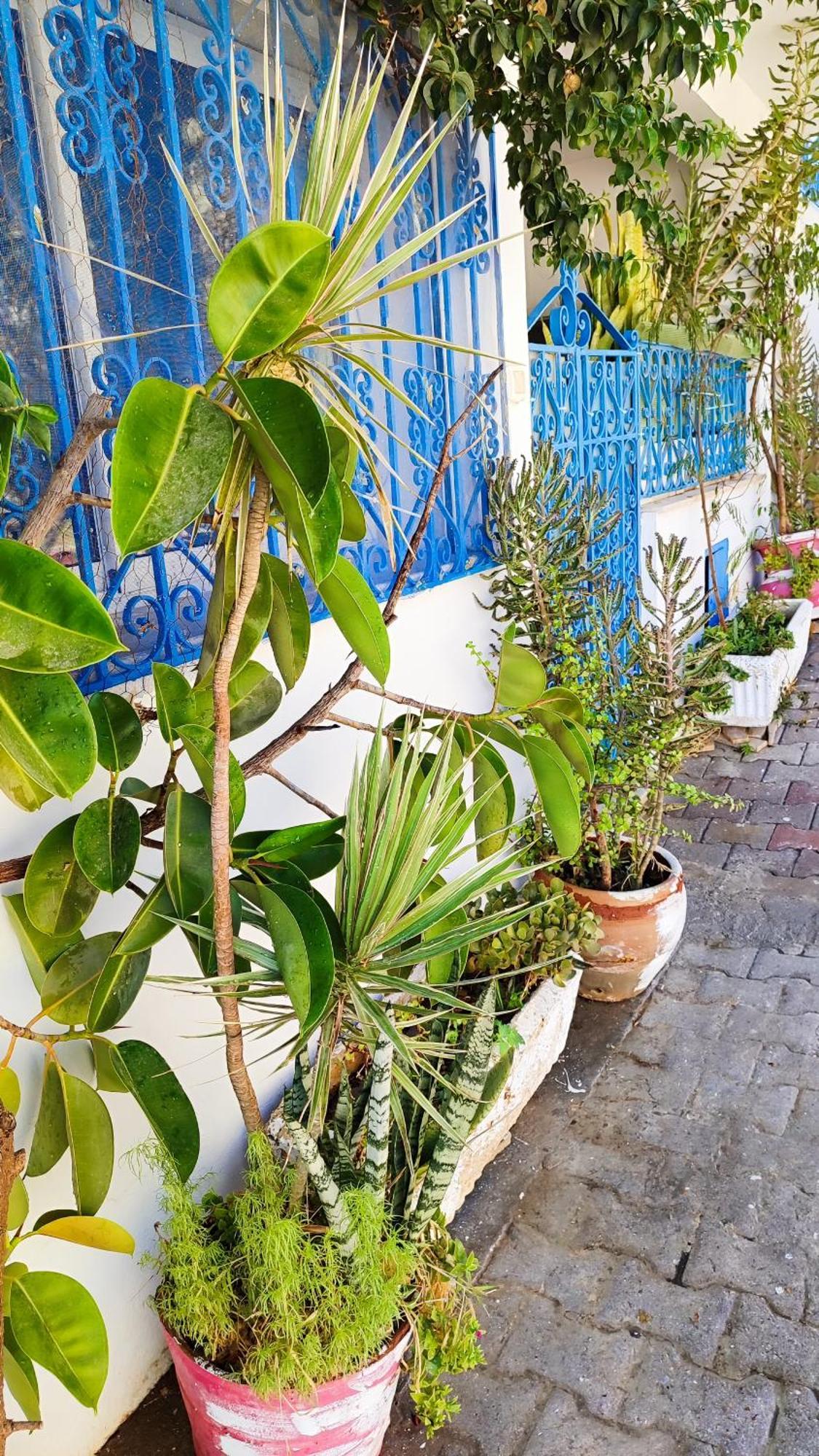 Cosy Appartement In "Sidi Bou Said" エクステリア 写真